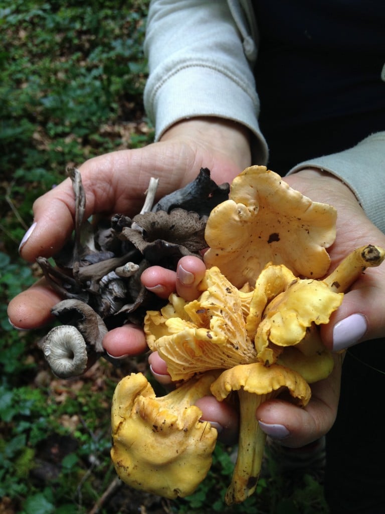 mushrooms from the garden