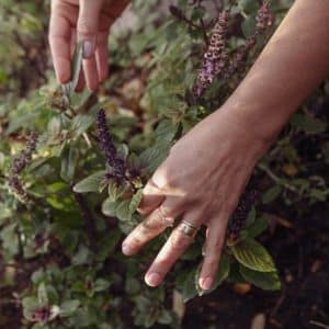 herbs hands